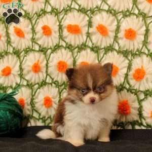 King, Pomeranian Puppy